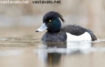tukkasotka