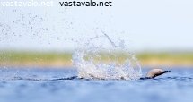 kuikka