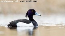 tukkasotka