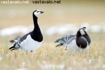 valkoposkihanhi