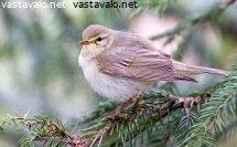 pajulintu