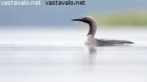 kuikka
