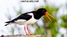 meriharakka