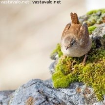 peukaloinen