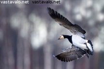 valkoposkihanhi