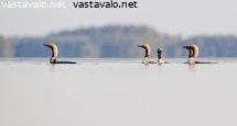 kuikat