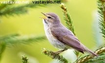 tiltaltti