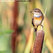 sinirinta