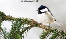 kuusitiainen