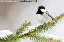 kuusitiainen