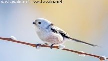 pyrstotiainen