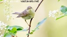 pajulintu