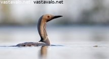 kuikka