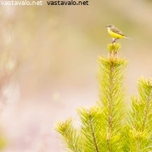 keltavastarakki