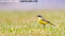keltavastarakki