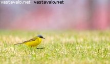 keltavastarakki