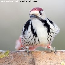 valkoselkatikka