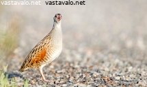 ruisraakka