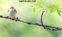 sirittaja