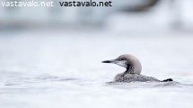 kuikka