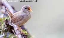 peukaloinen
