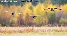 valkoposkihanhet