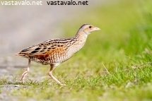 ruisraakka