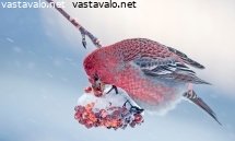 taviokuurna