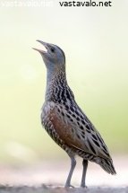 ruisraakka
