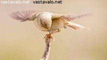 pajulintu