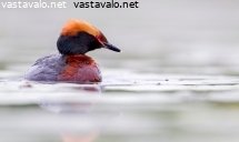 mustakurkkuuikku