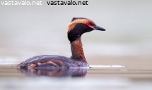 mustakurkkuuikku