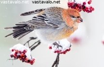 taviokuurna