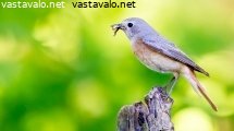 leppalintu
