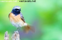 leppalintu
