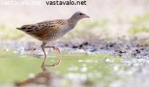 ruisraakka