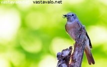 leppalintu