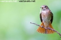 leppalintu