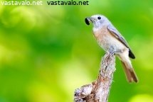 leppalintu