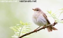 pajulintu