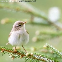 pajulintu