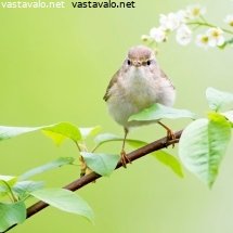 pajulintu