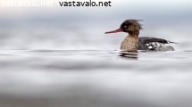 tukkakoskelo