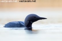 kuikka