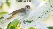 pajulintu
