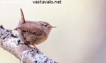 peukaloinen