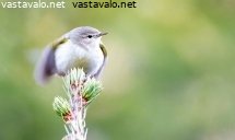 tiltaltti