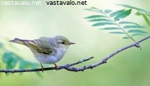 sirittaja