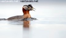harkalinnut