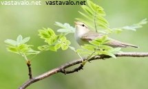 sirittaja